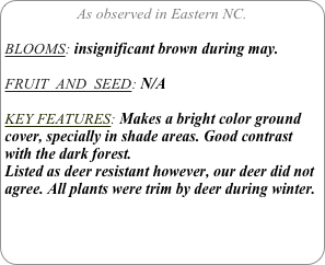 As observed in Eastern NC.

BLOOMS: insignificant brown during may.

FRUIT  AND  SEED: N/A

KEY FEATURES: Makes a bright color ground cover, specially in shade areas. Good contrast with the dark forest.
Listed as deer resistant however, our deer did not agree. All plants were trim by deer during winter.
