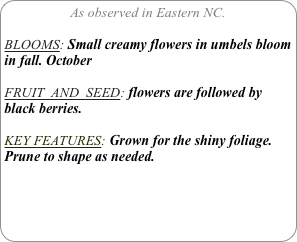 As observed in Eastern NC.

BLOOMS: Small creamy flowers in umbels bloom in fall. October

FRUIT  AND  SEED: flowers are followed by black berries.

KEY FEATURES: Grown for the shiny foliage.
Prune to shape as needed.
