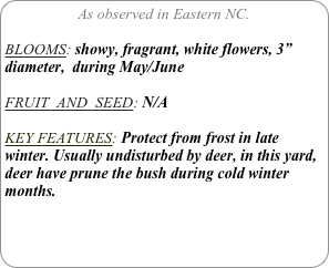 As observed in Eastern NC.

BLOOMS: showy, fragrant, white flowers, 3” diameter,  during May/June

FRUIT  AND  SEED: N/A

KEY FEATURES: Protect from frost in late winter. Usually undisturbed by deer, in this yard, deer have prune the bush during cold winter months.
