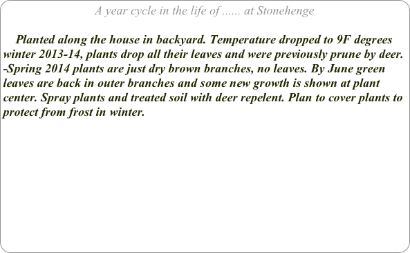 A year cycle in the life of ...... at Stonehenge

    Planted along the house in backyard. Temperature dropped to 9F degrees winter 2013-14, plants drop all their leaves and were previously prune by deer.
-Spring 2014 plants are just dry brown branches, no leaves. By June green leaves are back in outer branches and some new growth is shown at plant center. Spray plants and treated soil with deer repelent. Plan to cover plants to protect from frost in winter.
