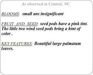 As observed in Central, NC.

BLOOMS:  small ans insignificant

FRUIT  AND  SEED: seed pods have a pink tint. The little two wind seed pods bring a hint of color .

KEY FEATURES: Beautiful large palmatum leaves.
