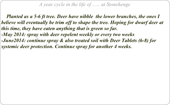 A year cycle in the life of ...... at Stonehenge

    Planted as a 5-6 ft tree. Deer have nibble  the lower branches, the ones I believe will eventually be trim off to shape the tree. Hoping for dwarf deer at this time, they have eaten anything that is green so far.
-May 2014: spray with deer repelent weekly or every two weeks
-June2014: continue spray & also treated soil with Deer Tablets (6-8) for systemic deer protection. Continue spray for another 4 weeks.
