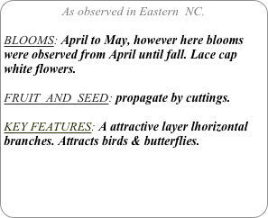 As observed in Eastern  NC.

BLOOMS: April to May, however here blooms were observed from April until fall. Lace cap white flowers.

FRUIT  AND  SEED: propagate by cuttings.

KEY FEATURES: A attractive layer lhorizontal branches. Attracts birds & butterflies.
