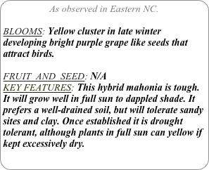 As observed in Eastern NC.

BLOOMS: Yellow cluster in late winter developing bright purple grape like seeds that attract birds.

FRUIT  AND  SEED: N/A
KEY FEATURES: This hybrid mahonia is tough. It will grow well in full sun to dappled shade. It prefers a well-drained soil, but will tolerate sandy sites and clay. Once established it is drought tolerant, although plants in full sun can yellow if kept excessively dry.
