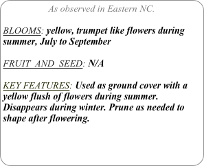 As observed in Eastern NC.

BLOOMS: yellow, trumpet like flowers during summer, July to September

FRUIT  AND  SEED: N/A

KEY FEATURES: Used as ground cover with a yellow flush of flowers during summer. Disappears during winter. Prune as needed to shape after flowering.
