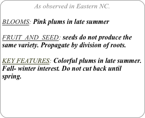 As observed in Eastern NC.

BLOOMS: Pink plums in late summer

FRUIT  AND  SEED: seeds do not produce the same variety. Propagate by division of roots.

KEY FEATURES: Colorful plums in late summer.
Fall- winter interest. Do not cut back until spring.
