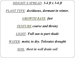 HEIGHT X SPREAD: 3-4 ft x 3-6 ft

PLANT TYPE: deciduous, dormant in winter.

GROWTH RATE: fast

TEXTURE:coarse and throny

LIGHT: Full sun to part shade

WATER: moist, to dry. Tolerates drought

SOIL: tbest in well drain soil
