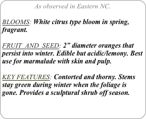 As observed in Eastern NC.

BLOOMS: White citrus type bloom in spring, fragrant.

FRUIT  AND  SEED: 2” diameter oranges that persist into winter. Edible but acidic/lemony. Best use for marmalade with skin and pulp.

KEY FEATURES: Contorted and thorny. Stems stay green during winter when the foliage is gone. Provides a sculptural shrub off season.
