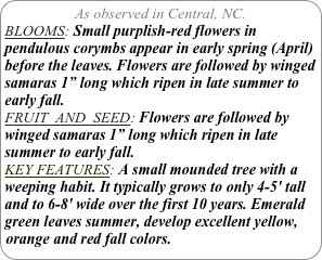 As observed in Central, NC.
BLOOMS: Small purplish-red flowers in pendulous corymbs appear in early spring (April) before the leaves. Flowers are followed by winged samaras 1” long which ripen in late summer to early fall.
FRUIT  AND  SEED: Flowers are followed by winged samaras 1” long which ripen in late summer to early fall.
KEY FEATURES: A small mounded tree with a weeping habit. It typically grows to only 4-5' tall and to 6-8' wide over the first 10 years. Emerald green leaves summer, develop excellent yellow, orange and red fall colors.
