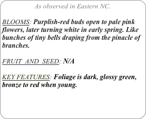 As observed in Eastern NC.

BLOOMS: Purplish-red buds open to pale pink flowers, later turning white in early spring. Like bunches of tiny bells draping from the pinacle of branches.

FRUIT  AND  SEED: N/A

KEY FEATURES: Foliage is dark, glossy green, bronze to red when young. 
