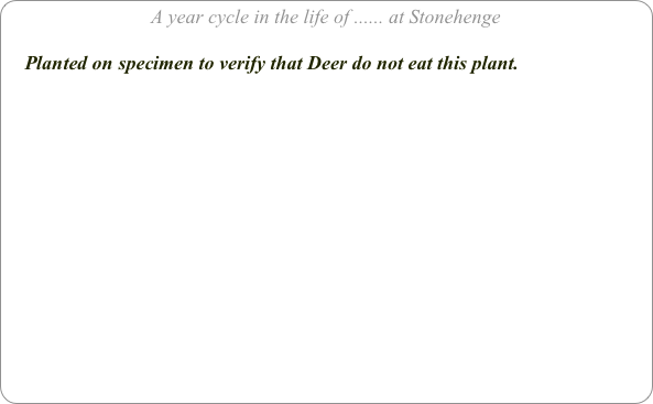 A year cycle in the life of ...... at Stonehenge

    Planted on specimen to verify that Deer do not eat this plant.
