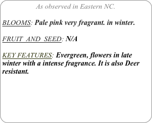 As observed in Eastern NC.

BLOOMS: Pale pink very fragrant. in winter.

FRUIT  AND  SEED: N/A

KEY FEATURES: Evergreen, flowers in late winter with a intense fragrance. It is also Deer resistant.
