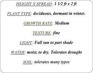 HEIGHT X SPREAD: 1 1/2 ft x 2 ft

PLANT TYPE: deciduous, dormant in winter.

GROWTH RATE: Medium

TEXTURE: fine

LIGHT: Full sun to part shade

WATER: moist, to dry. Tolerates drought

SOIL: tolerates many types
