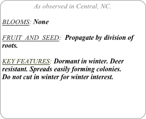 As observed in Central, NC.

BLOOMS: None

FRUIT  AND  SEED:  Propagate by division of roots.

KEY FEATURES: Dormant in winter. Deer resistant. Spreads easily forming colonies.
Do not cut in winter for winter interest.
