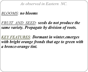 As observed in Eastern  NC.

BLOOMS: no blooms

FRUIT  AND  SEED: seeds do not produce the same variety. Propagate by division of roots.

KEY FEATURES: Dormant in winter.emerges with bright orange fronds that age to green with a bronce-orange tint.
