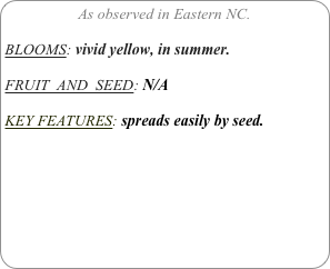 As observed in Eastern NC.

BLOOMS: vivid yellow, in summer.

FRUIT  AND  SEED: N/A

KEY FEATURES: spreads easily by seed.
