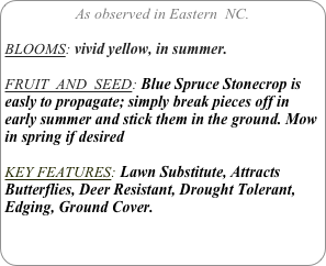 As observed in Eastern  NC.

BLOOMS: vivid yellow, in summer.

FRUIT  AND  SEED: Blue Spruce Stonecrop is easly to propagate; simply break pieces off in early summer and stick them in the ground. Mow in spring if desired

KEY FEATURES: Lawn Substitute, Attracts Butterflies, Deer Resistant, Drought Tolerant, Edging, Ground Cover.
