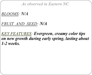 As observed in Eastern NC.

BLOOMS: N/A

FRUIT  AND  SEED: N/A

KEY FEATURES: Evergreen, creamy color tips on new growth during early spring, lasting about 1-2 weeks.
