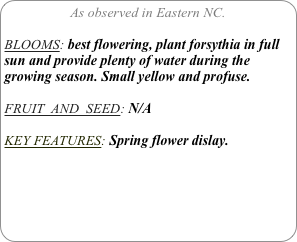 As observed in Eastern NC.

BLOOMS: best flowering, plant forsythia in full sun and provide plenty of water during the growing season. Small yellow and profuse.

FRUIT  AND  SEED: N/A

KEY FEATURES: Spring flower dislay.
