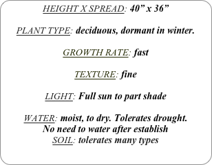 HEIGHT X SPREAD: 40” x 36”

PLANT TYPE: deciduous, dormant in winter.

GROWTH RATE: fast

TEXTURE: fine

LIGHT: Full sun to part shade

WATER: moist, to dry. Tolerates drought.
No need to water after establish
SOIL: tolerates many types
