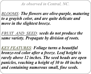 As observed in Central, NC.

BLOOMS: The flowers are olive-purple, maturing to a grayish color, and are quite delicate and move in the slightest breeze.

FRUIT  AND  SEED: seeds do not produce the same variety. Propagate by division of roots.

KEY FEATURES: Foliage turns a beautiful bronze-red color after a freeze. Leaf height is rarely above 12 inches. The seed heads are open panicles, reaching a height of 30 to 40 inches and containing numerous small, fine seeds.