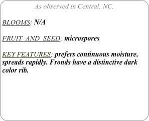 As observed in Central, NC.

BLOOMS: N/A

FRUIT  AND  SEED: microspores

KEY FEATURES: prefers continuous moisture, spreads rapidly. Fronds have a distinctive dark color rib.
