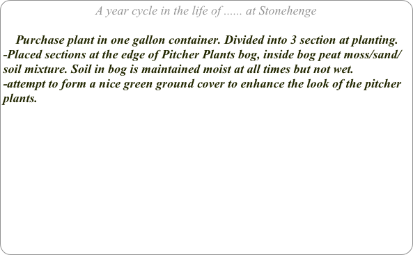 A year cycle in the life of ...... at Stonehenge

    Purchase plant in one gallon container. Divided into 3 section at planting.
-Placed sections at the edge of Pitcher Plants bog, inside bog peat moss/sand/ soil mixture. Soil in bog is maintained moist at all times but not wet.
-attempt to form a nice green ground cover to enhance the look of the pitcher plants.