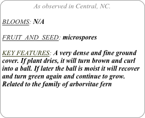 As observed in Central, NC.

BLOOMS: N/A

FRUIT  AND  SEED: microspores

KEY FEATURES: A very dense and fine ground cover. If plant dries, it will turn brown and curl into a ball. If later the ball is moist it will recover and turn green again and continue to grow. 
Related to the family of arborvitae fern

