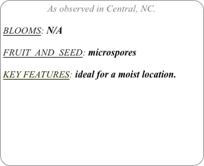 As observed in Central, NC.

BLOOMS: N/A

FRUIT  AND  SEED: microspores

KEY FEATURES: ideal for a moist location.
