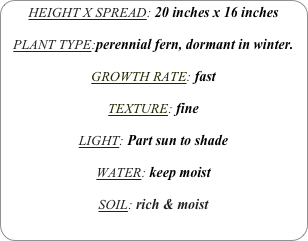 HEIGHT X SPREAD: 20 inches x 16 inches

PLANT TYPE:perennial fern, dormant in winter.

GROWTH RATE: fast

TEXTURE: fine

LIGHT: Part sun to shade

WATER: keep moist

SOIL: rich & moist 
