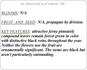 As observed in Central, NC.

BLOOMS: N/A

FRUIT  AND  SEED: N/A, propagate by division.

KEY FEATURES: attractive ferny pinnately compound leaves remain forest green in color with distinctive black veins throughout the year. Neither the flowers nor the fruit are ornamentally significant. The stems are black but aren't particularly outstanding.
