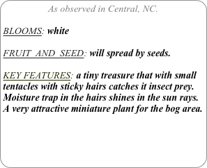 As observed in Central, NC.

BLOOMS: white

FRUIT  AND  SEED: will spread by seeds.

KEY FEATURES: a tiny treasure that with small tentacles with sticky hairs catches it insect prey.
Moisture trap in the hairs shines in the sun rays. A very attractive miniature plant for the bog area.
