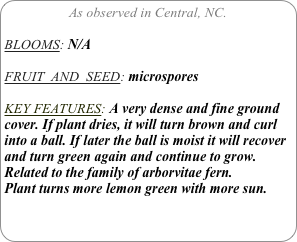 As observed in Central, NC.

BLOOMS: N/A

FRUIT  AND  SEED: microspores

KEY FEATURES: A very dense and fine ground cover. If plant dries, it will turn brown and curl into a ball. If later the ball is moist it will recover and turn green again and continue to grow. 
Related to the family of arborvitae fern.
Plant turns more lemon green with more sun.
