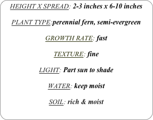 HEIGHT X SPREAD: 2-3 inches x 6-10 inches

PLANT TYPE:perennial fern, semi-evergreen

GROWTH RATE: fast

TEXTURE: fine

LIGHT: Part sun to shade

WATER: keep moist

SOIL: rich & moist 
