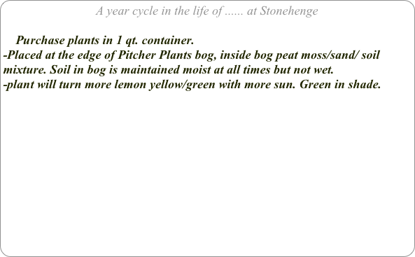 A year cycle in the life of ...... at Stonehenge

    Purchase plants in 1 qt. container. 
-Placed at the edge of Pitcher Plants bog, inside bog peat moss/sand/ soil mixture. Soil in bog is maintained moist at all times but not wet.
-plant will turn more lemon yellow/green with more sun. Green in shade.