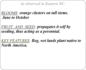 As observed in Eastern NC.

BLOOMS: orange clusters on tall stems.
 June to October

FRUIT  AND  SEED: propagates it self by seeding, thus acting as a perennial.

KEY FEATURES: Bog, wet lands plant native to North America.
