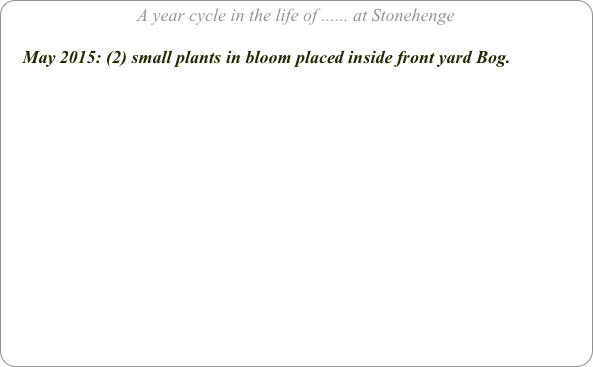 A year cycle in the life of ...... at Stonehenge

    May 2015: (2) small plants in bloom placed inside front yard Bog.
