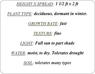HEIGHT X SPREAD: 1 1/2 ft x 2 ft

PLANT TYPE: deciduous, dormant in winter.

GROWTH RATE: fast

TEXTURE: fine

LIGHT: Full sun to part shade

WATER: moist, to dry. Tolerates drought

SOIL: tolerates many types
