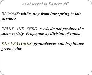 As observed in Eastern NC.

BLOOMS: white, tiny from late spring to late summer.

FRUIT  AND  SEED: seeds do not produce the same variety. Propagate by division of roots.

KEY FEATURES: groundcover and brightlime green color.
