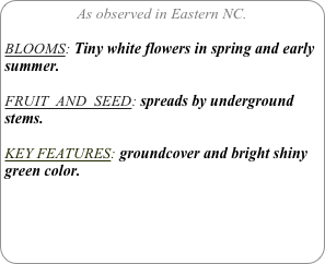 As observed in Eastern NC.

BLOOMS: Tiny white flowers in spring and early summer.

FRUIT  AND  SEED: spreads by underground stems.

KEY FEATURES: groundcover and bright shiny green color.
