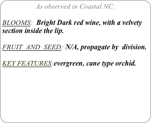 As observed in Coastal NC.

BLOOMS:  Bright Dark red wine, with a velvety section inside the lip. 

FRUIT  AND  SEED: N/A, propagate by  division.

KEY FEATURES:evergreen, cane type orchid.