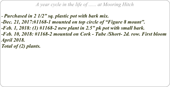 A year cycle in the life of ...... at Mooring Hitch

Purchased in 2 1/2” sq. plastic pot with bark mix.
-Dec. 21, 2017:#1168-1 mounted on top circle of “Figure 8 mount”.
-Feb. 1, 2018: (1) #1168-2 new plant in 2.5” pk pot with small bark.
-Feb. 10, 2018: #1168-2 mounted on Cork - Tube /Short- 2d. row. First bloom April 2018.
Total of (2) plants.