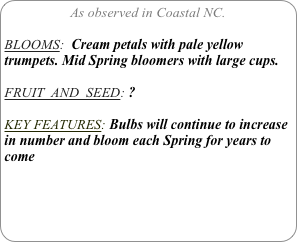 As observed in Coastal NC.

BLOOMS:  Cream petals with pale yellow  trumpets. Mid Spring bloomers with large cups.
 
FRUIT  AND  SEED: ?

KEY FEATURES: Bulbs will continue to increase in number and bloom each Spring for years to come