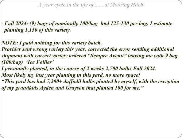 A year cycle in the life of ...... at Mooring Hitch


Fall 2024: (9) bags of nominally 100/bag  had 125-130 per bag. I estimate planting 1,150 of this variety.

NOTE: I paid nothing for this variety batch. 
Provider sent wrong variety this year, corrected the error sending additional shipment with correct variety ordered “Sempre Aventi” leaving me with 9 bag (100/bag)  ‘Ice Follies’ 
I personally planted, in the course of 2 weeks 2,700 bulbs Fall 2024.
Most likely my last year planting in this yard, no more space!
“This yard has had 7,200+ daffodil bulbs planted by myself, with the esception of my grandkids Ayden and Grayson that planted 100 for me.”

