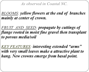 As observed in Coastal NC.

BLOOMS: yellow flowers at the end of  branches mainly at center of crown.

FRUIT  AND  SEED: propagate by cuttings of flange rooted in moist fine gravel then transplant to porous media/soil

KEY FEATURES: interesting extended “arms”  with very small leaves make a attractive plant to hang. New crowns emerge from basal point.