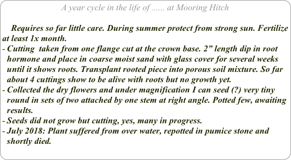 A year cycle in the life of ...... at Mooring Hitch

    Requires so far little care. During summer protect from strong sun. Fertilize at least 1x month.
Cutting  taken from one flange cut at the crown base. 2” length dip in root hormone and place in coarse moist sand with glass cover for several weeks until it shows roots. Transplant rooted piece into porous soil mixture. So far about 4 cuttings show to be alive with roots but no growth yet.
Collected the dry flowers and under magnification I can seed (?) very tiny round in sets of two attached by one stem at right angle. Potted few, awaiting results.
Seeds did not grow but cutting, yes, many in progress.
July 2018: Plant suffered from over water, repotted in pumice stone and shortly died.
