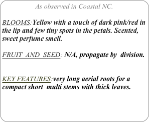 As observed in Coastal NC.

BLOOMS:Yellow with a touch of dark pink/red in the lip and few tiny spots in the petals. Scented, sweet perfume smell.

FRUIT  AND  SEED: N/A, propagate by  division.


KEY FEATURES:very long aerial roots for a compact short  multi stems with thick leaves.