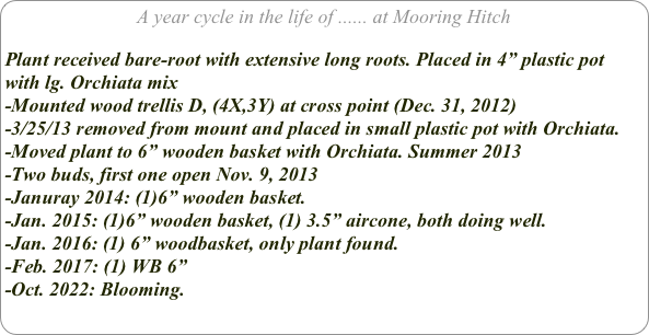 A year cycle in the life of ...... at Mooring Hitch

Plant received bare-root with extensive long roots. Placed in 4” plastic pot with lg. Orchiata mix
-Mounted wood trellis D, (4X,3Y) at cross point (Dec. 31, 2012)
-3/25/13 removed from mount and placed in small plastic pot with Orchiata.
-Moved plant to 6” wooden basket with Orchiata. Summer 2013
-Two buds, first one open Nov. 9, 2013
-Januray 2014: (1)6” wooden basket.
-Jan. 2015: (1)6” wooden basket, (1) 3.5” aircone, both doing well.
-Jan. 2016: (1) 6” woodbasket, only plant found.
-Feb. 2017: (1) WB 6”
-Oct. 2022: Blooming.
