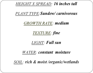 HEIGHT X SPREAD: 16 inches tall

PLANT TYPE:Sundew/ carnivorous

GROWTH RATE: medium

TEXTURE: fine

LIGHT: Full sun

WATER: constant  moisture

SOIL: rich & moist /organic/wetlands
