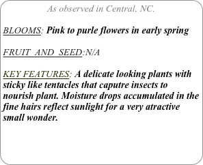 As observed in Central, NC.

BLOOMS: Pink to purle flowers in early spring

FRUIT  AND  SEED:N/A

KEY FEATURES: A delicate looking plants with sticky like tentacles that caputre insects to nourish plant. Moisture drops accumulated in the fine hairs reflect sunlight for a very atractive small wonder.
